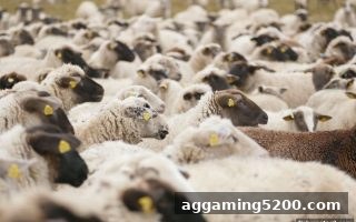 捕鱼达人2带你解锁英超赛季精彩回放视频红利：全新福利指南